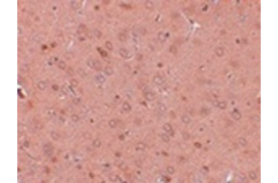 Immunohistochemistry - GOLPH2 Antibody from Signalway Antibody (24985) - Antibodies.com