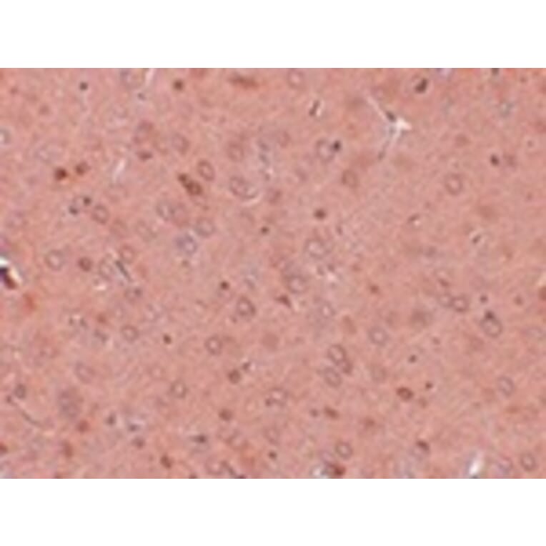 Immunohistochemistry - GOLPH2 Antibody from Signalway Antibody (24985) - Antibodies.com
