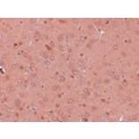 Immunohistochemistry - GOLPH2 Antibody from Signalway Antibody (24985) - Antibodies.com