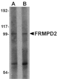 Western blot - FRMPD2 Antibody from Signalway Antibody (24992) - Antibodies.com
