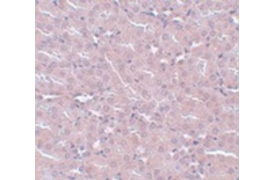 Immunohistochemistry - FRMPD2 Antibody from Signalway Antibody (24992) - Antibodies.com