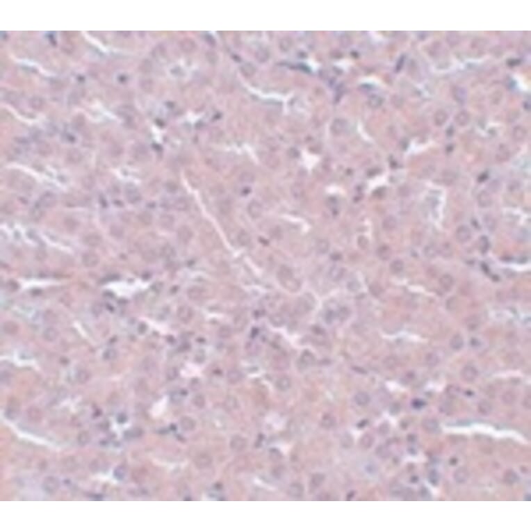 Immunohistochemistry - FRMPD2 Antibody from Signalway Antibody (24992) - Antibodies.com