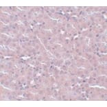 Immunohistochemistry - FRMPD2 Antibody from Signalway Antibody (24992) - Antibodies.com