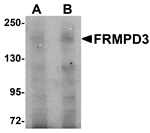 Western blot analysis of FRMPD3 in Jurkat cell lysate with FRMPD3 antibody at (A) 1 and (B) 2 µg/mL.