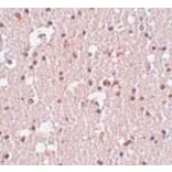 Immunohistochemistry - FRMPD3 Antibody from Signalway Antibody (24993) - Antibodies.com