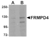 Western blot - FRMPD4 Antibody from Signalway Antibody (24994) - Antibodies.com