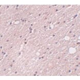 Immunohistochemistry - FRMPD4 Antibody from Signalway Antibody (24994) - Antibodies.com