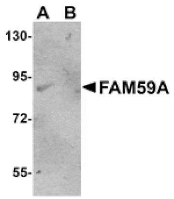 Western blot - FAM59A Antibody from Signalway Antibody (25001) - Antibodies.com