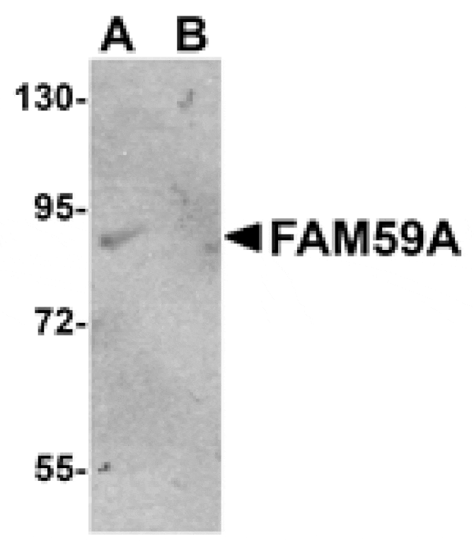 Western blot - FAM59A Antibody from Signalway Antibody (25001) - Antibodies.com