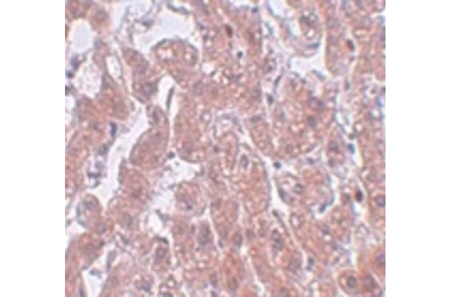 Immunohistochemistry - FAM59A Antibody from Signalway Antibody (25001) - Antibodies.com
