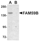 Western blot - FAM59B Antibody from Signalway Antibody (25002) - Antibodies.com