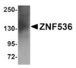 Western blot - ZNF536 Antibody from Signalway Antibody (25011) - Antibodies.com