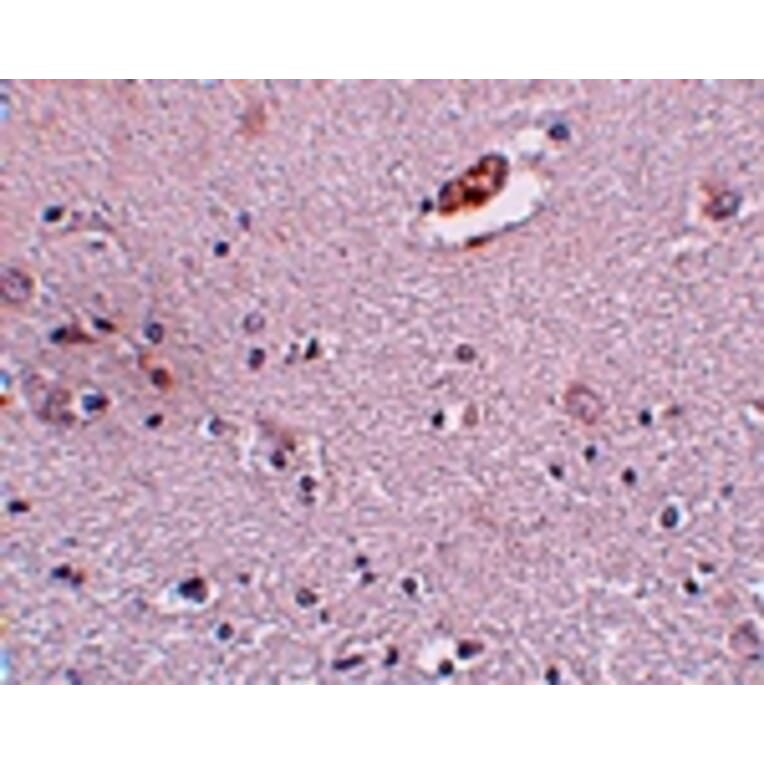 Immunohistochemistry - ZNF536 Antibody from Signalway Antibody (25011) - Antibodies.com