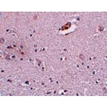Immunohistochemistry - ZNF536 Antibody from Signalway Antibody (25011) - Antibodies.com