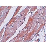 Immunohistochemistry - CCDC47 Antibody from Signalway Antibody (25012) - Antibodies.com