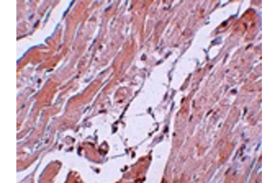Immunohistochemistry - CCDC47 Antibody from Signalway Antibody (25013) - Antibodies.com