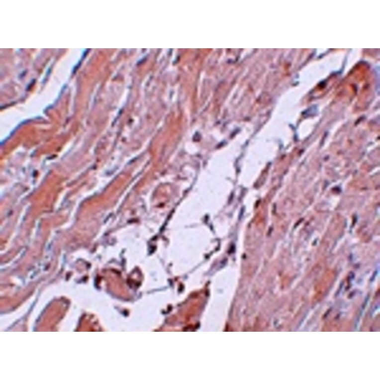 Immunohistochemistry - CCDC47 Antibody from Signalway Antibody (25013) - Antibodies.com