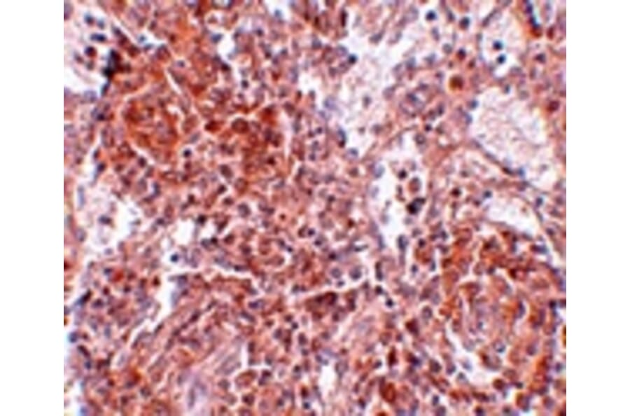 Immunohistochemistry - TSPAN9 Antibody from Signalway Antibody (25032) - Antibodies.com