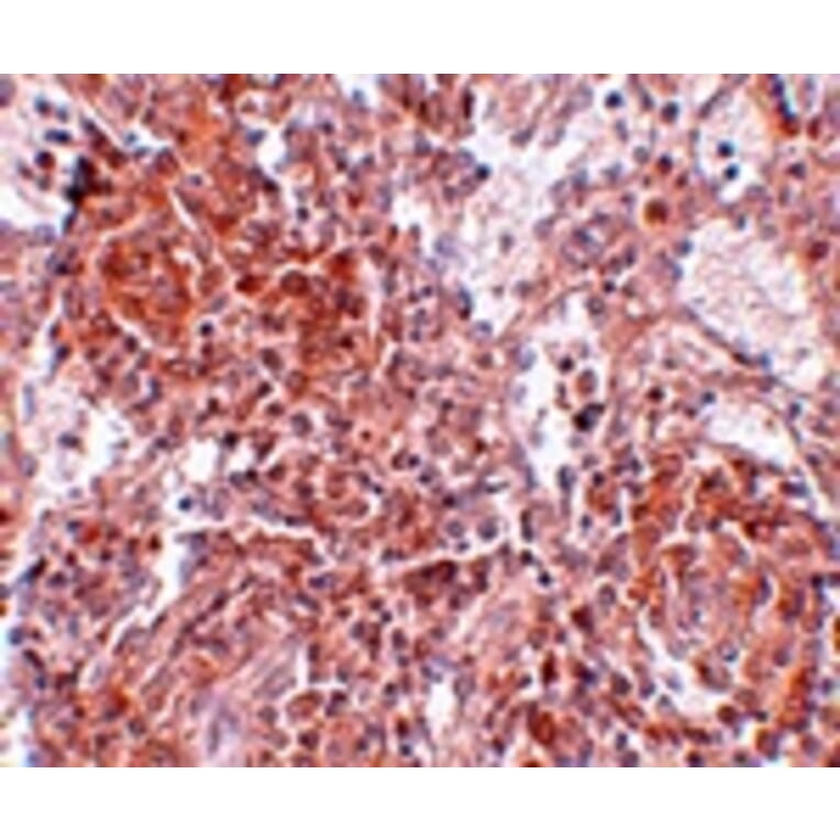 Immunohistochemistry - TSPAN9 Antibody from Signalway Antibody (25032) - Antibodies.com