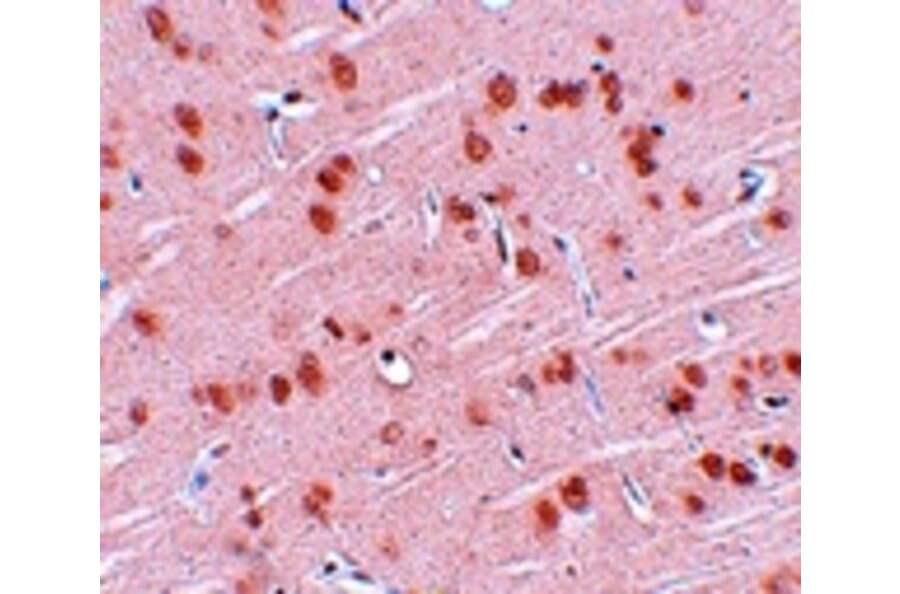 Immunohistochemistry - SYNGR1 Antibody from Signalway Antibody (25034) - Antibodies.com