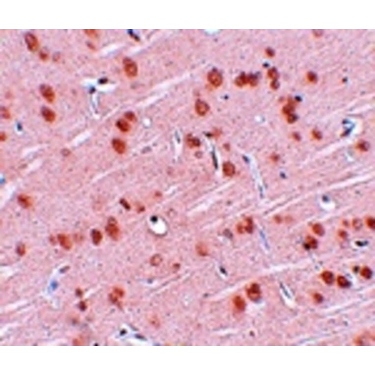 Immunohistochemistry - SYNGR1 Antibody from Signalway Antibody (25034) - Antibodies.com