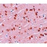 Immunohistochemistry - SYNGR1 Antibody from Signalway Antibody (25034) - Antibodies.com