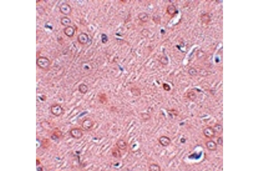 Immunohistochemistry - SYNGR2 Antibody from Signalway Antibody (25035) - Antibodies.com