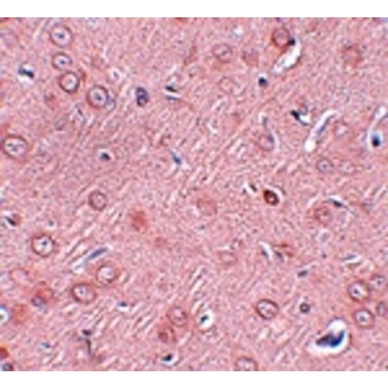 Immunohistochemistry - SYNGR2 Antibody from Signalway Antibody (25035) - Antibodies.com
