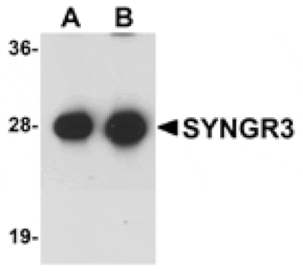 Western blot - SYNGR3 Antibody from Signalway Antibody (25036) - Antibodies.com