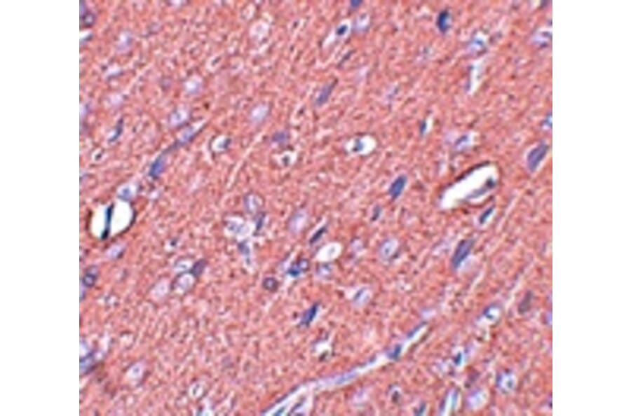Immunohistochemistry - SYNGR3 Antibody from Signalway Antibody (25036) - Antibodies.com