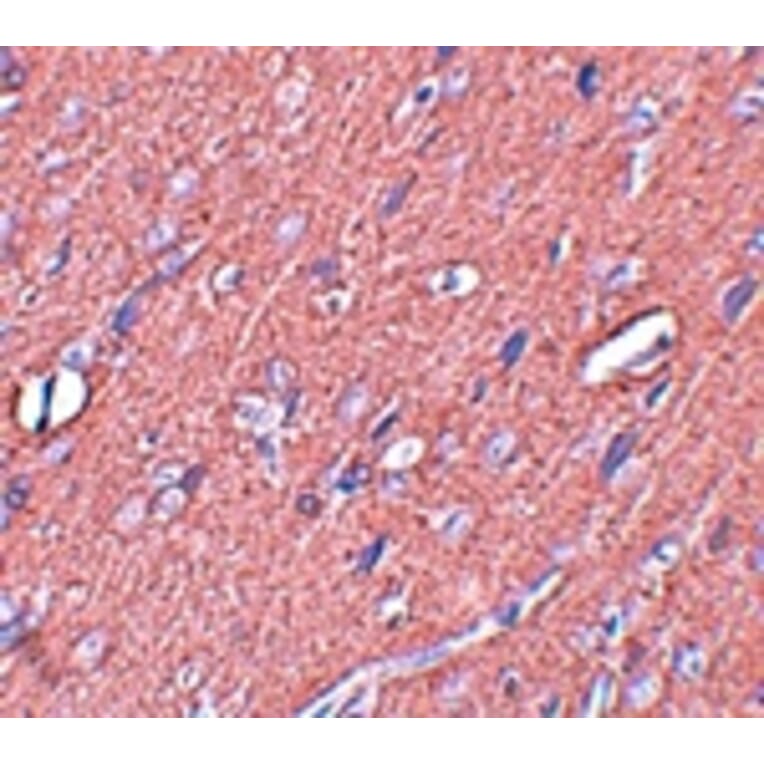 Immunohistochemistry - SYNGR3 Antibody from Signalway Antibody (25036) - Antibodies.com