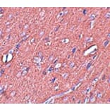 Immunohistochemistry - SYNGR3 Antibody from Signalway Antibody (25036) - Antibodies.com