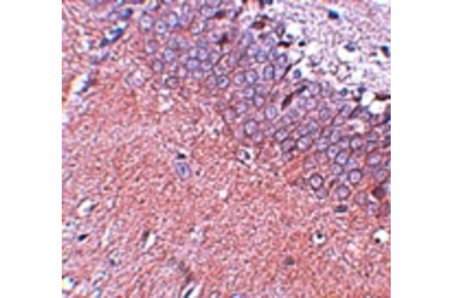 Immunohistochemistry - SYNGR4 Antibody from Signalway Antibody (25037) - Antibodies.com