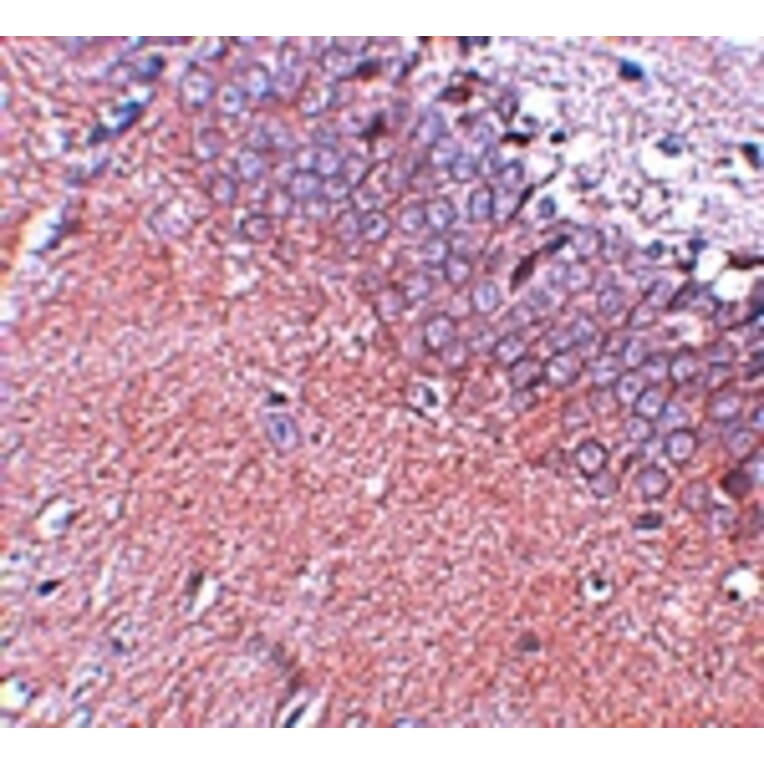 Immunohistochemistry - SYNGR4 Antibody from Signalway Antibody (25037) - Antibodies.com
