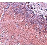 Immunohistochemistry - SYNGR4 Antibody from Signalway Antibody (25037) - Antibodies.com
