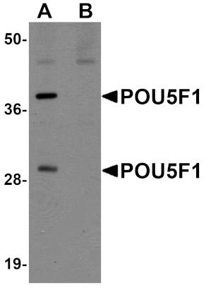 Western blot - POU5F1 Antibody from Signalway Antibody (25043) - Antibodies.com