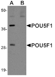 Western blot - POU5F1 Antibody from Signalway Antibody (25043) - Antibodies.com