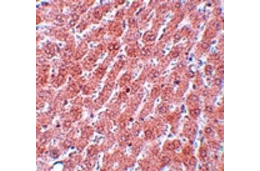 Immunohistochemistry - POU5F1 Antibody from Signalway Antibody (25043) - Antibodies.com