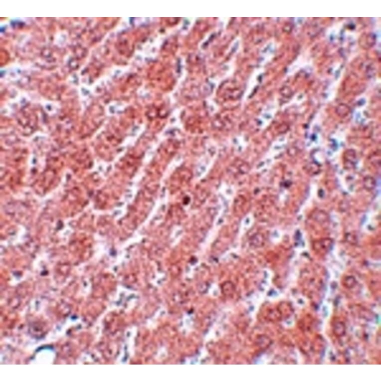 Immunohistochemistry - POU5F1 Antibody from Signalway Antibody (25043) - Antibodies.com