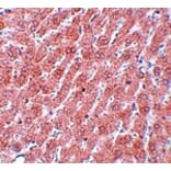 Immunohistochemistry - POU5F1 Antibody from Signalway Antibody (25043) - Antibodies.com