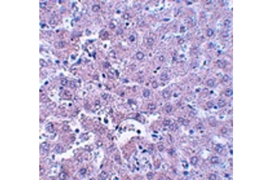 Immunohistochemistry - CALHM1 Antibody from Signalway Antibody (25049) - Antibodies.com