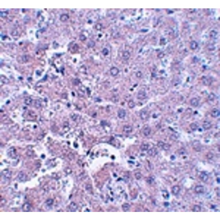 Immunohistochemistry - CALHM1 Antibody from Signalway Antibody (25049) - Antibodies.com
