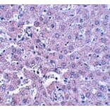Immunohistochemistry - CALHM1 Antibody from Signalway Antibody (25049) - Antibodies.com