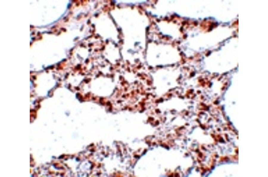 Immunohistochemistry - ZSCAN4 Antibody from Signalway Antibody (25058) - Antibodies.com