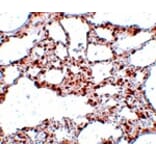 Immunohistochemistry - ZSCAN4 Antibody from Signalway Antibody (25058) - Antibodies.com