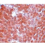 Immunohistochemistry - TMEM70 Antibody from Signalway Antibody (25073) - Antibodies.com