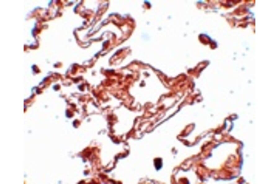 Immunohistochemistry - CCDC69 Antibody from Signalway Antibody (25093) - Antibodies.com