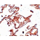 Immunohistochemistry - CCDC69 Antibody from Signalway Antibody (25093) - Antibodies.com