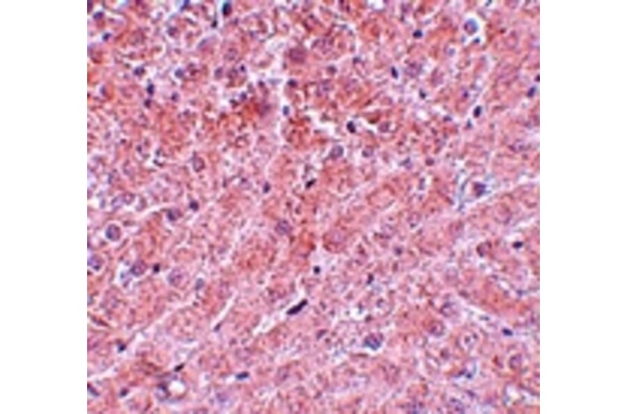 Immunohistochemistry - ATG101 Antibody from Signalway Antibody (25133) - Antibodies.com