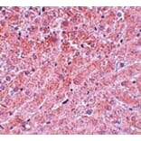 Immunohistochemistry - ATG101 Antibody from Signalway Antibody (25133) - Antibodies.com